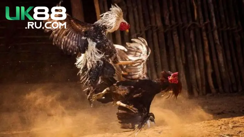 Những trải nghiệm cá cược hấp dẫn nhất